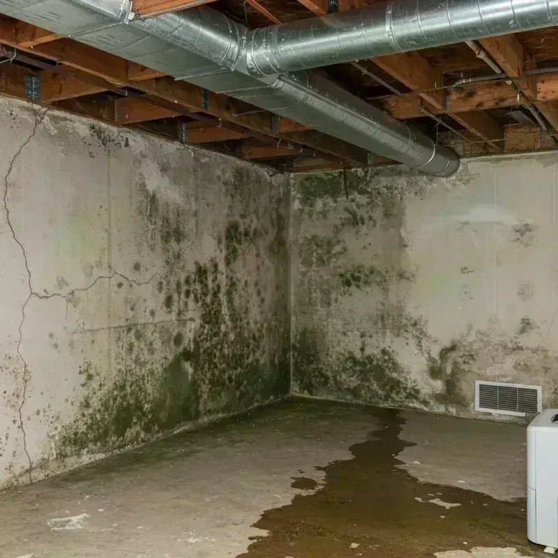 Professional Mold Removal in Hudson, IL